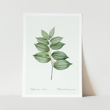 king Solomons seal plant art print