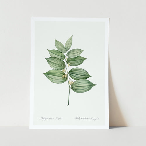 king Solomons seal plant art print
