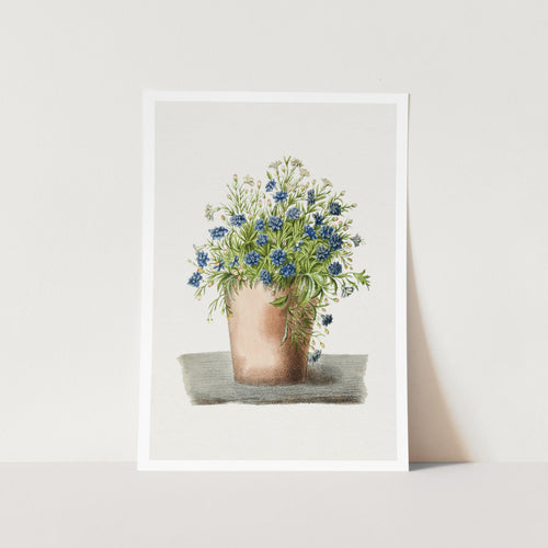 Lobelia in a Pot Art Print