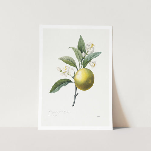 Orange Branch Art Print