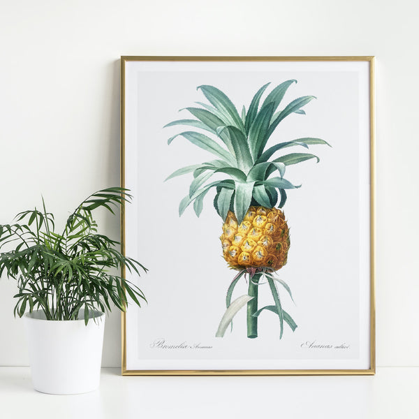 Pineapple Plant Art Print