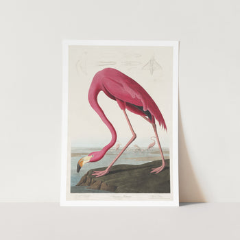 Pink Flamingo Art Print