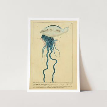 Portuguese Man of War Art Print