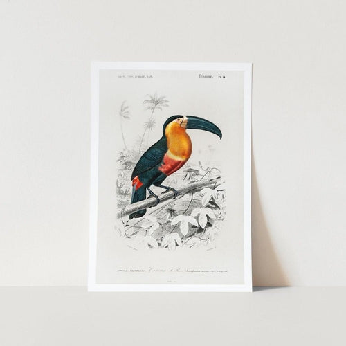 Toucan Art Print