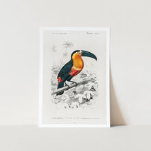 Load image into Gallery viewer, Toucan Art Print