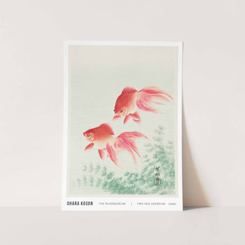 Two Veil Goldfish Art Print