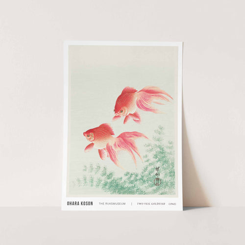 Two Veil Goldfish Art Print