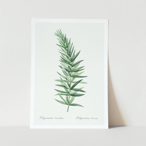 whorled solomon's seal plant art print
