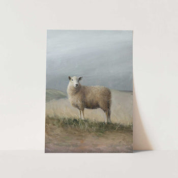 Sheep Study PFY Art Print
