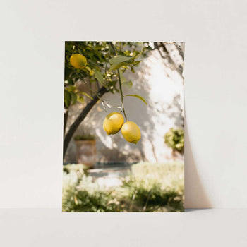 Fresh Lemons on Tree PFY Art Print