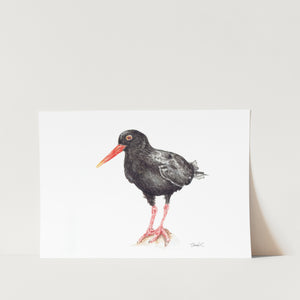 African Black Oystercatcher Art Print