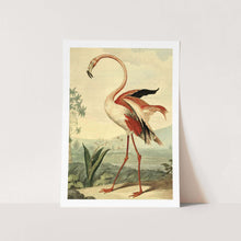 Load image into Gallery viewer, American Flamingo Art Print