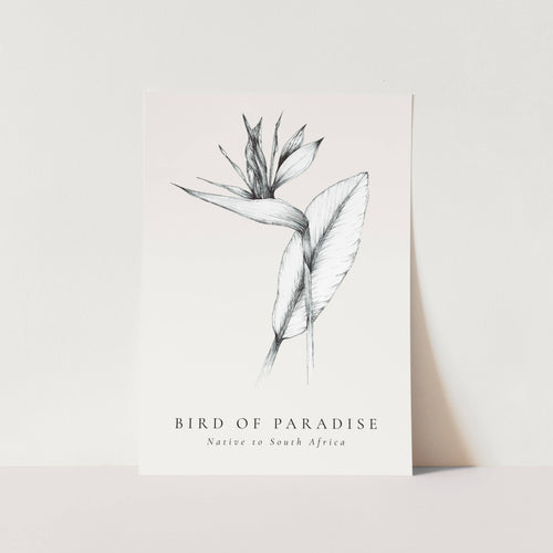 Bird of Paradise Native to South Africa Art Print
