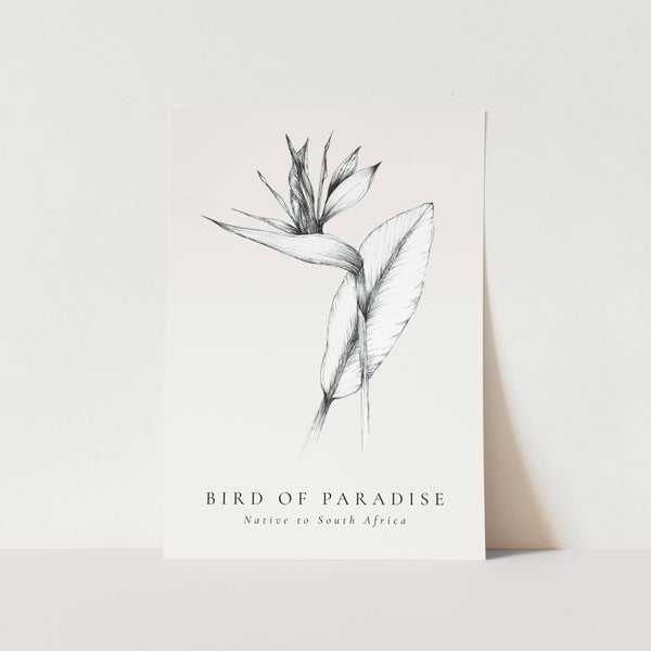 Bird of Paradise Native to South Africa Art Print