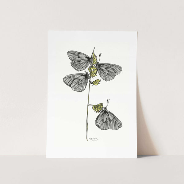 Black-Veined White Butterflies Art Print