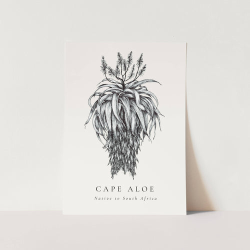 Cape Aloe Native to South Africa Art Print