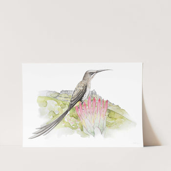 Cape Sugarbird - Vredehoek Art Print