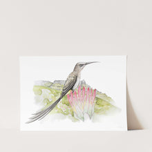 Load image into Gallery viewer, Cape Sugarbird - Vredehoek Art Print
