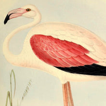 Load image into Gallery viewer, Chilean Flamingo Art Print
