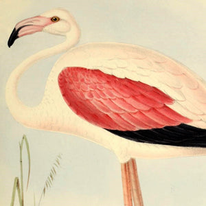 Chilean Flamingo Art Print