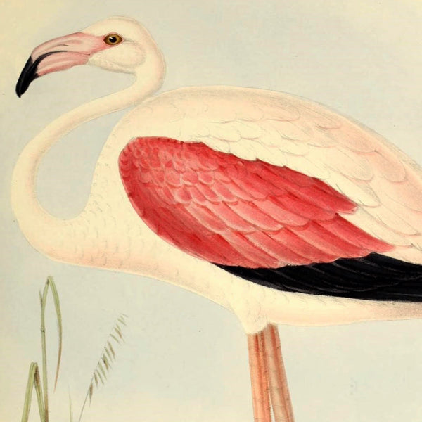 Chilean Flamingo Art Print