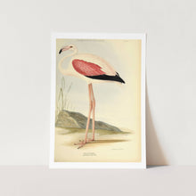 Load image into Gallery viewer, Chilean Flamingo Art Print