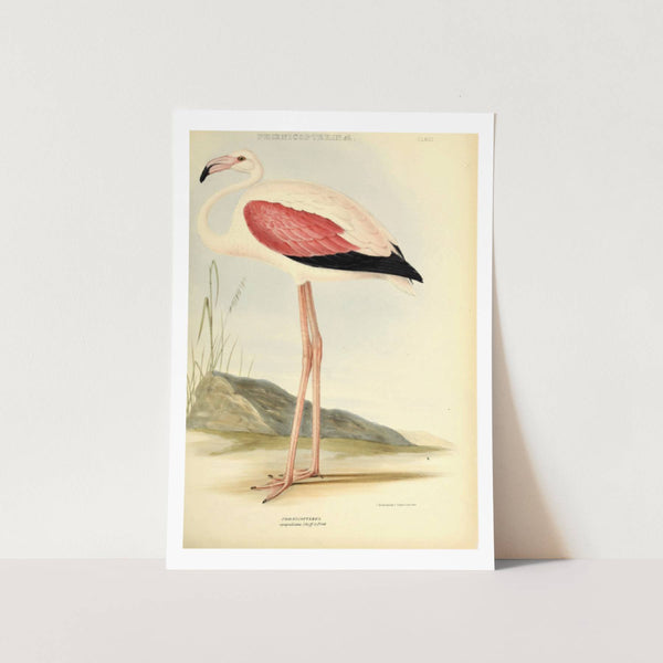 Chilean Flamingo Art Print