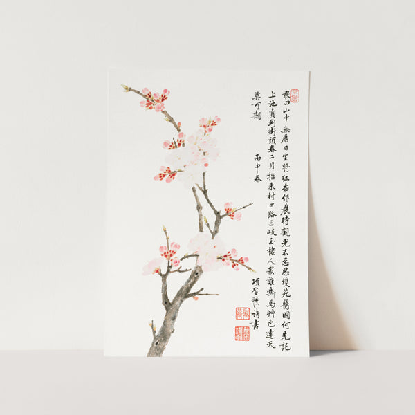 Chinese cherry blossom Art Print