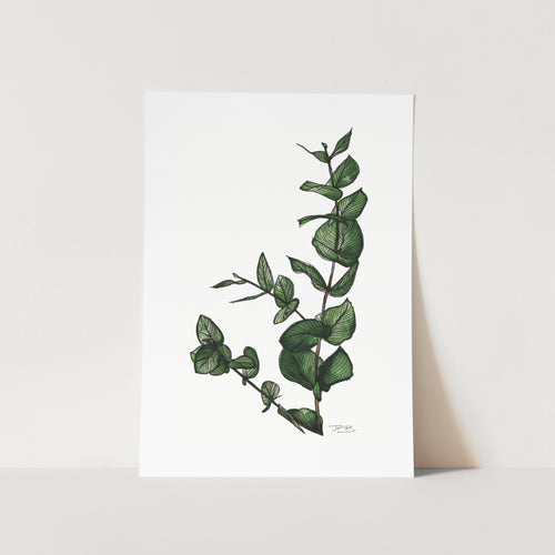 Eucalyptus Art Print