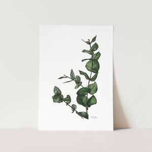 Eucalyptus Art Print