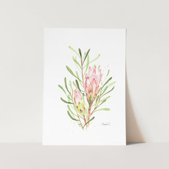 Fynbos Sugarbush Art Print