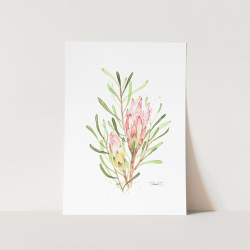 Fynbos Sugarbush Art Print