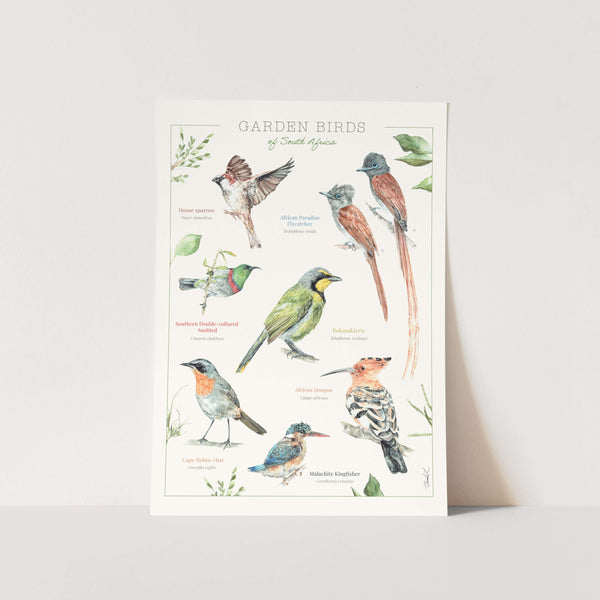 Garden Birds Poster Art Print