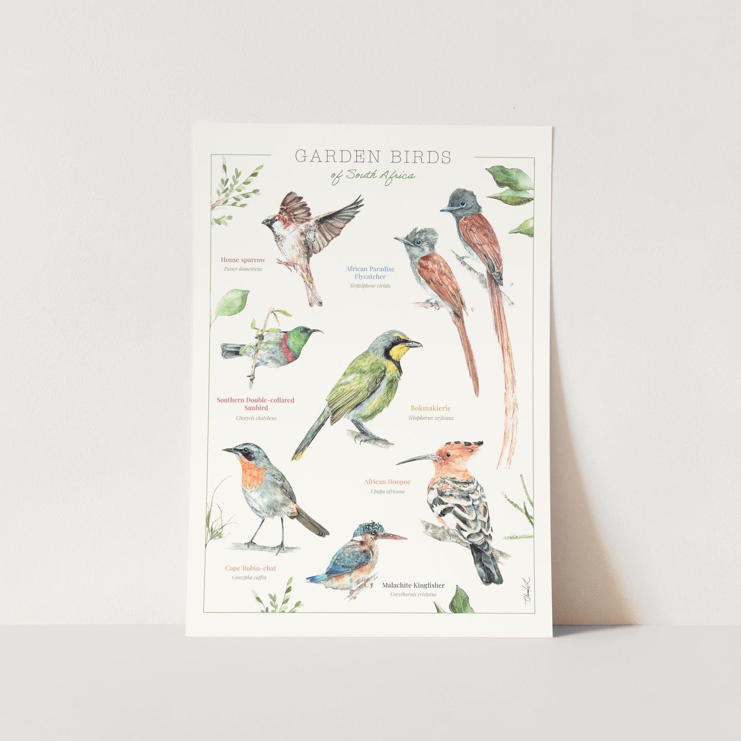 Garden Birds Poster Art Print