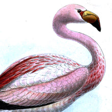 Load image into Gallery viewer, James’s Flamingo Art Print