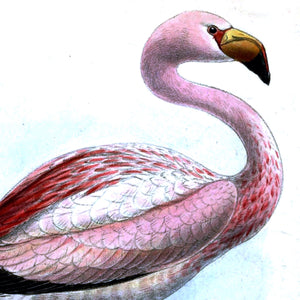 James’s Flamingo Art Print