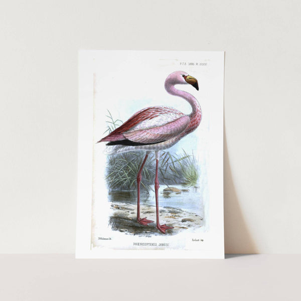 Moonlight Pink American Flamingos Art Print