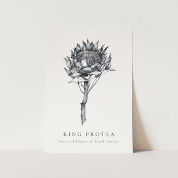 King Protea National Flower of South Africa Art Print
