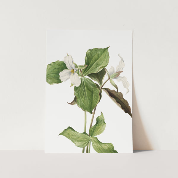 Large White Trillium PFY Art Print