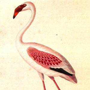 Lesser Flamingo French Painting Art Print