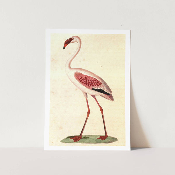 Lesser Flamingo French Painting Art Print