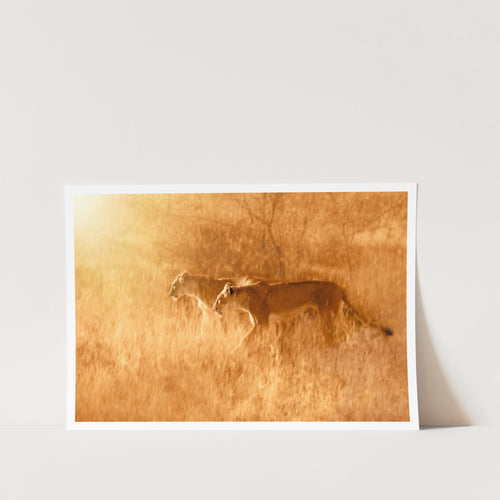 Lions Morning Walk PFY Art Print