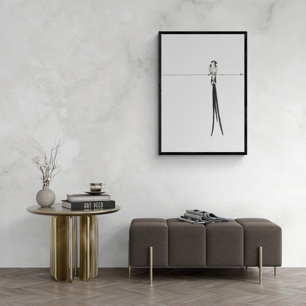 Pin-tailed whydah Art Print