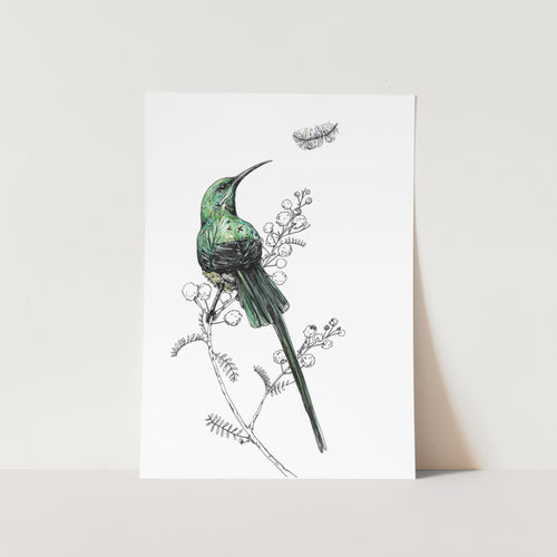 Minimal Malachite Sunbird Art Print