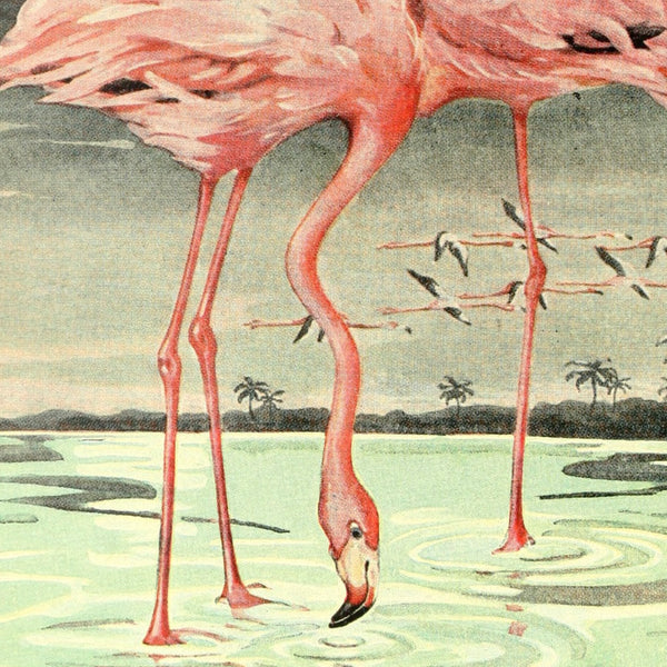 Moonlight Pink American Flamingos Art Print