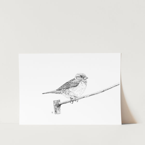 No Worries Sparrow Art Print