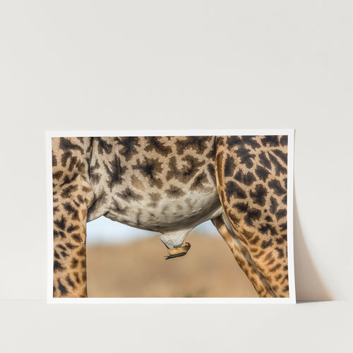 Oxpecker and Giraffe PFY Art Print 1518074