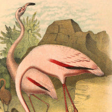 Load image into Gallery viewer, Pair of American Flamingos Art Print