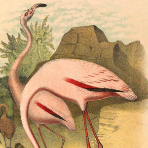 Pair of American Flamingos Art Print