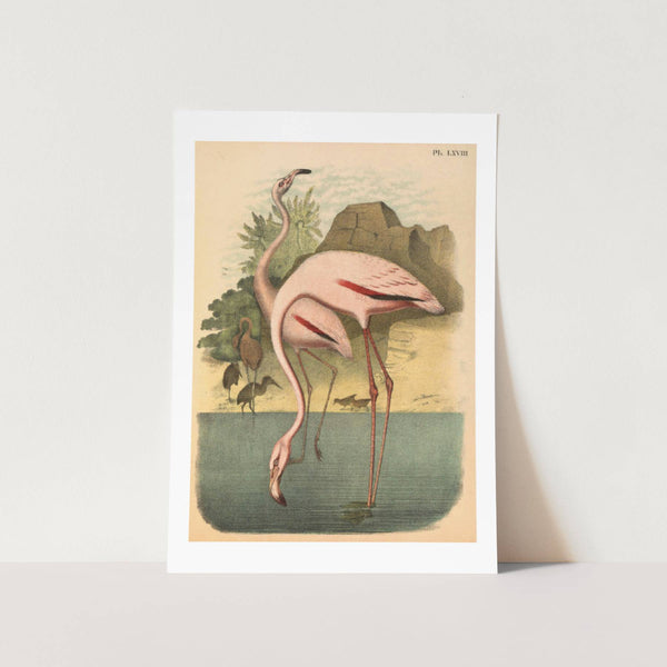 Moonlight Pink American Flamingos Art Print